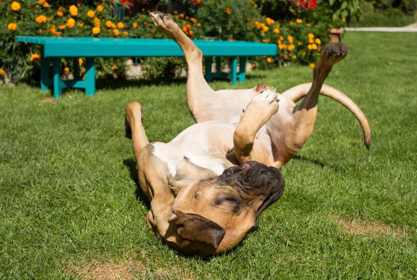 Fila brasileiro leży na plecach