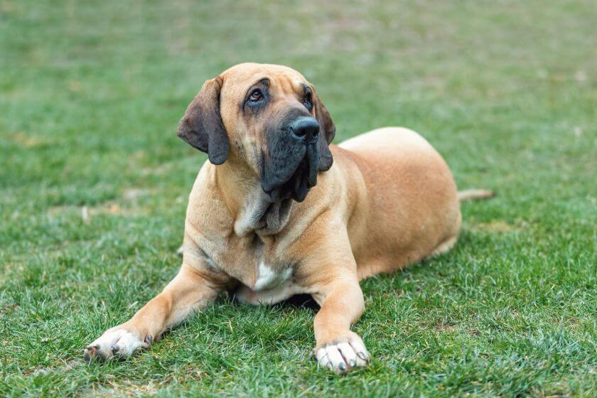 Fila brasileiro leży na trawie