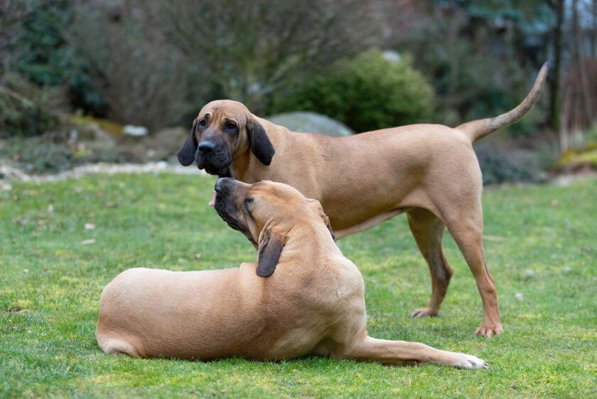 Fila brasileiro na trawie