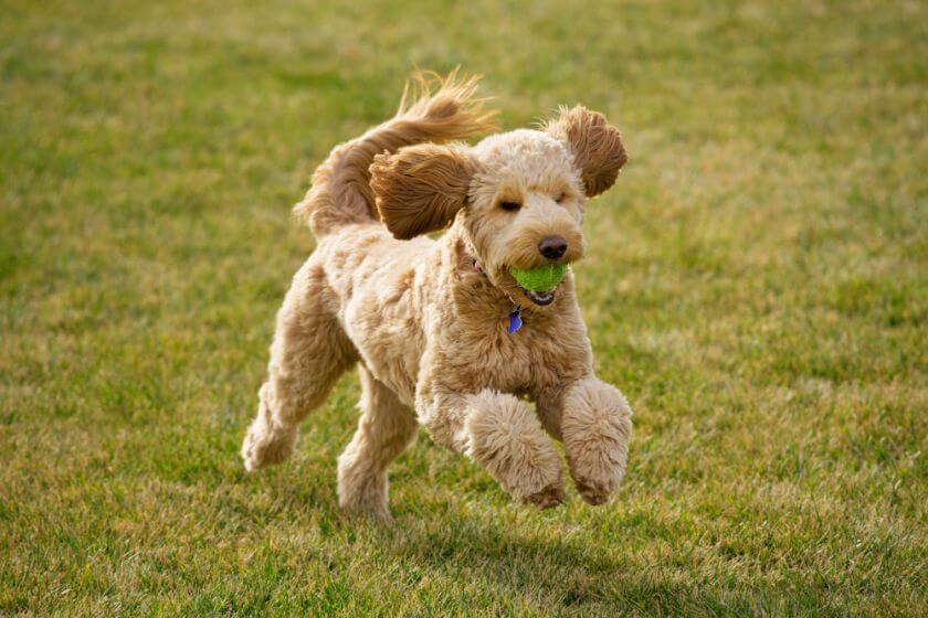 goldendoodle biegnie z piłką