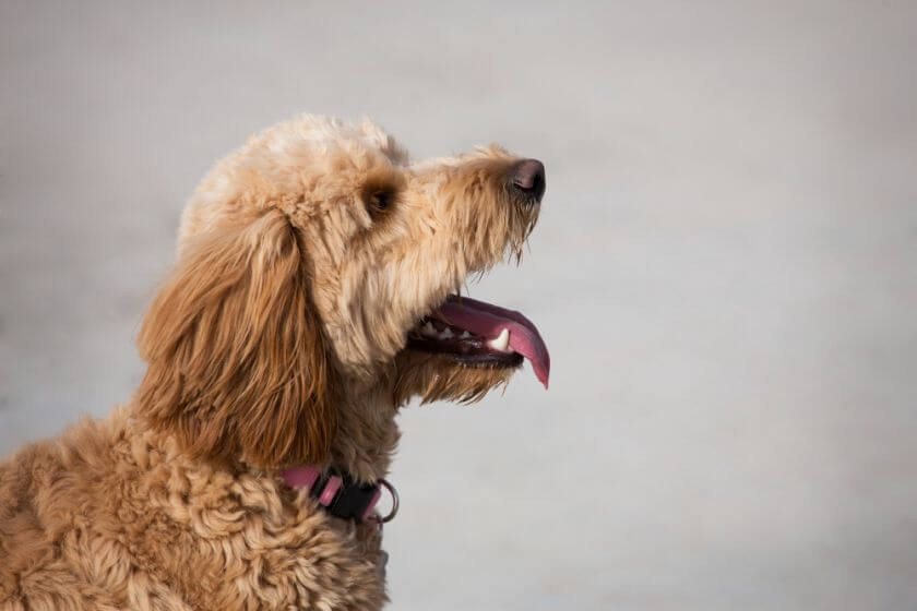 goldendoodle sylwetka psa