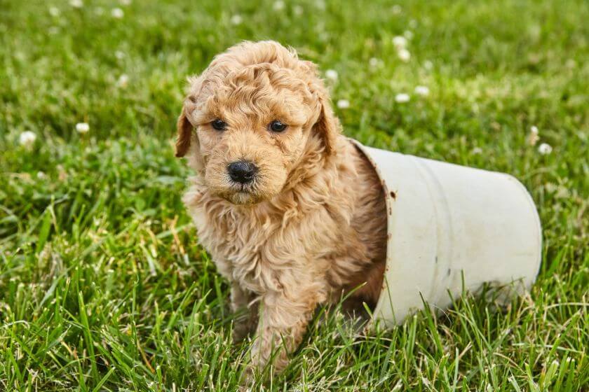 goldendoodle szczeniak w doniczce