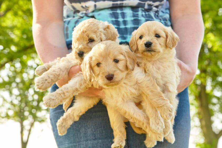 goldendoodle szczeniaki