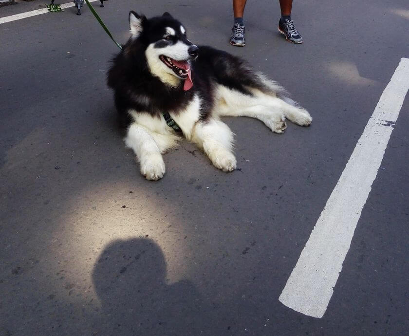 husky malamut - pochodzenie alaskan i husky