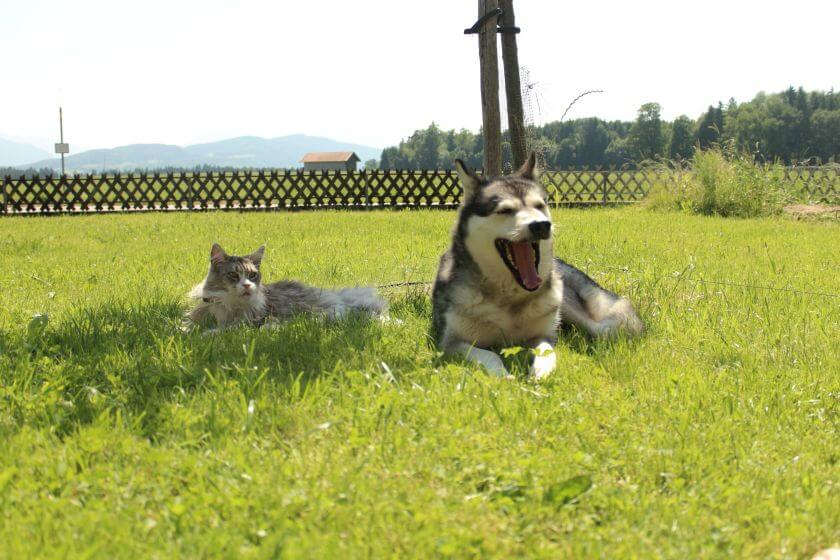 husky malamut - podobieństwa