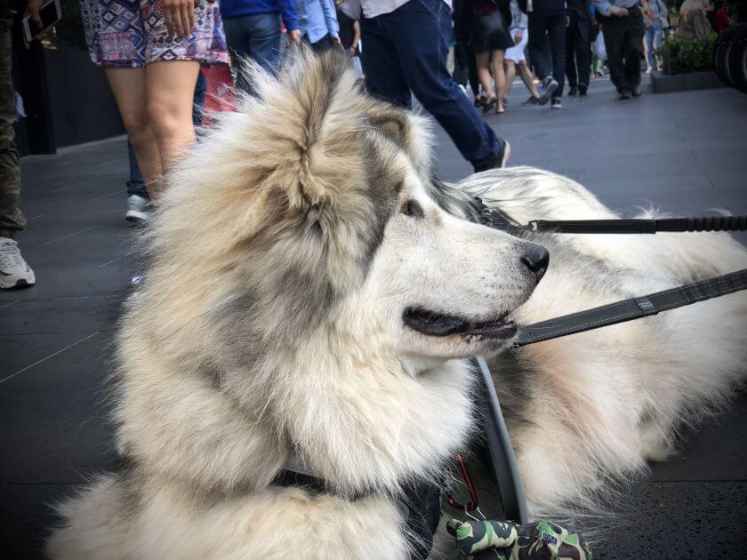 husky malamut - porównanie pod względem charakteru