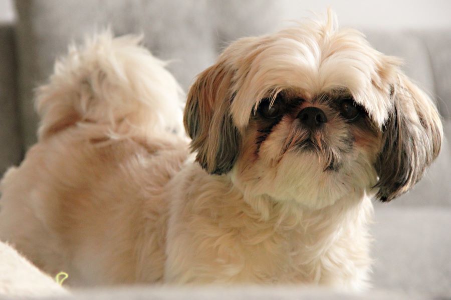 shih tzu na kanapie