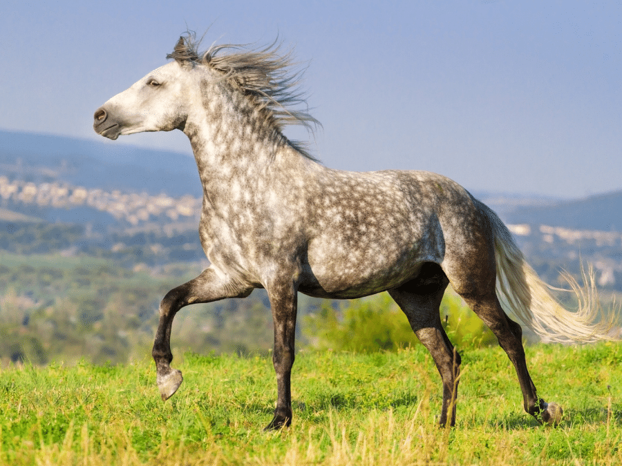 koń andaluzyjski