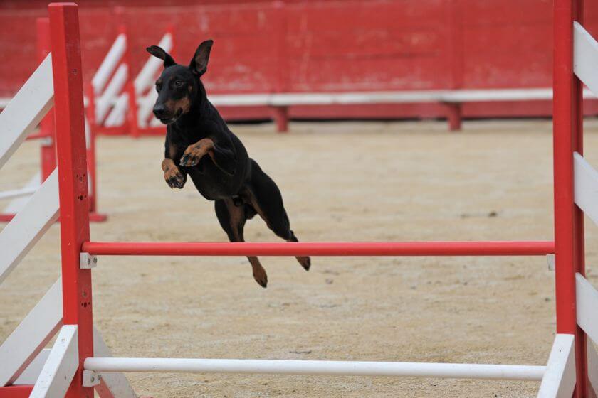 manchester terrier skacze przez przeszkodę