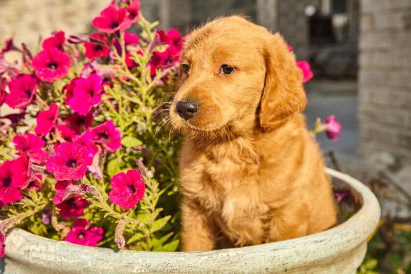 labradoodle szczeniak w doniczce