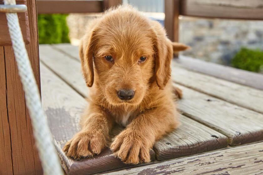 labradoodle szczeniak na werandzie