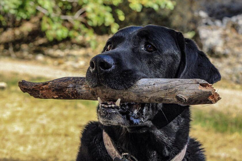 labrador czarny z patykiem w pysku