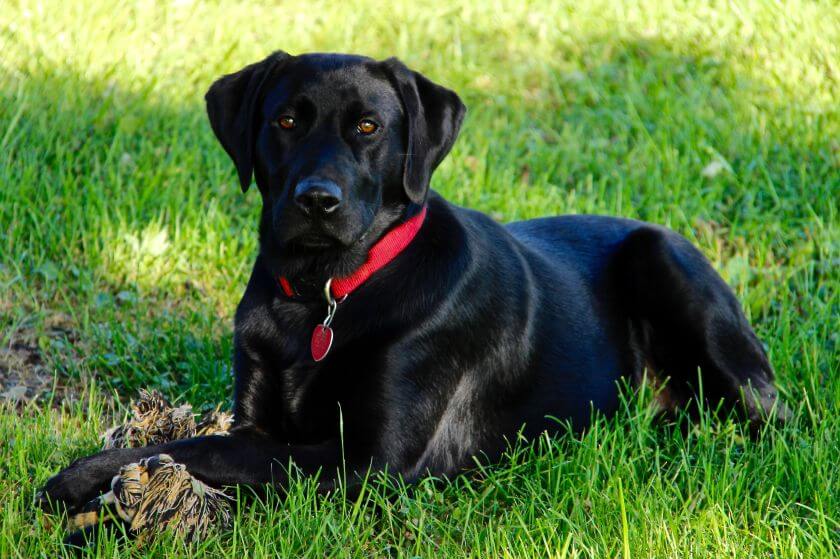 labrador czarny leży na trawie