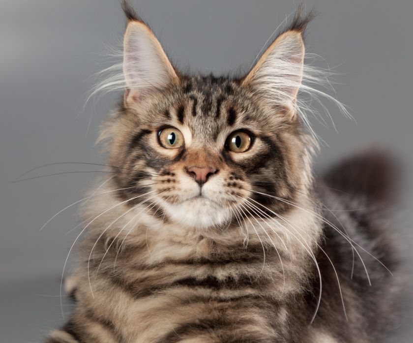 Maine coon