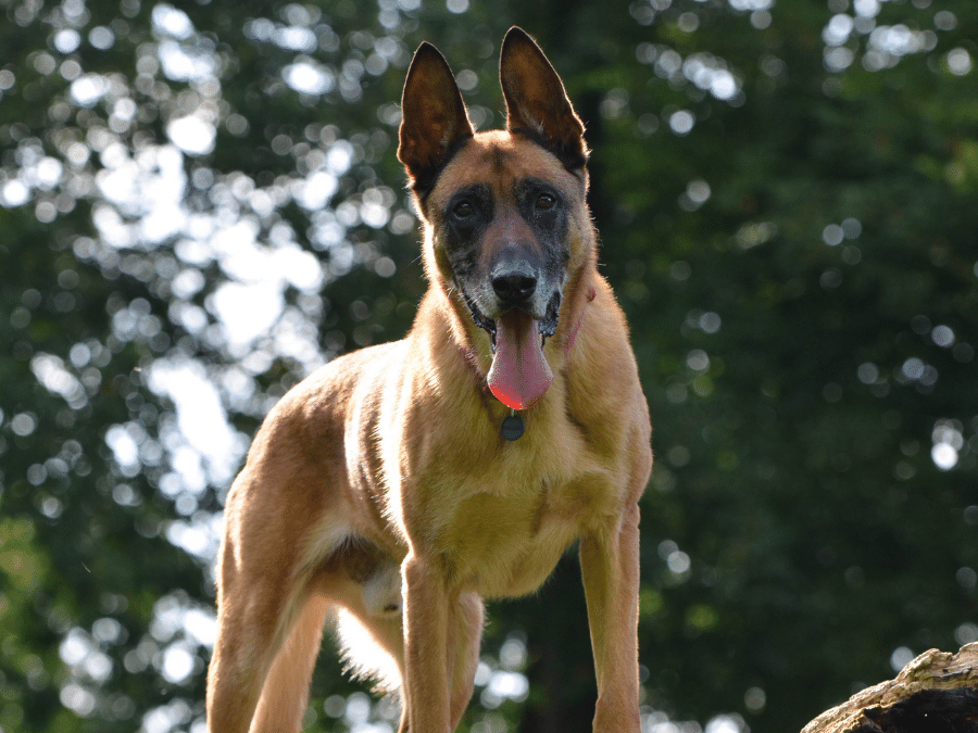 malinois stoi