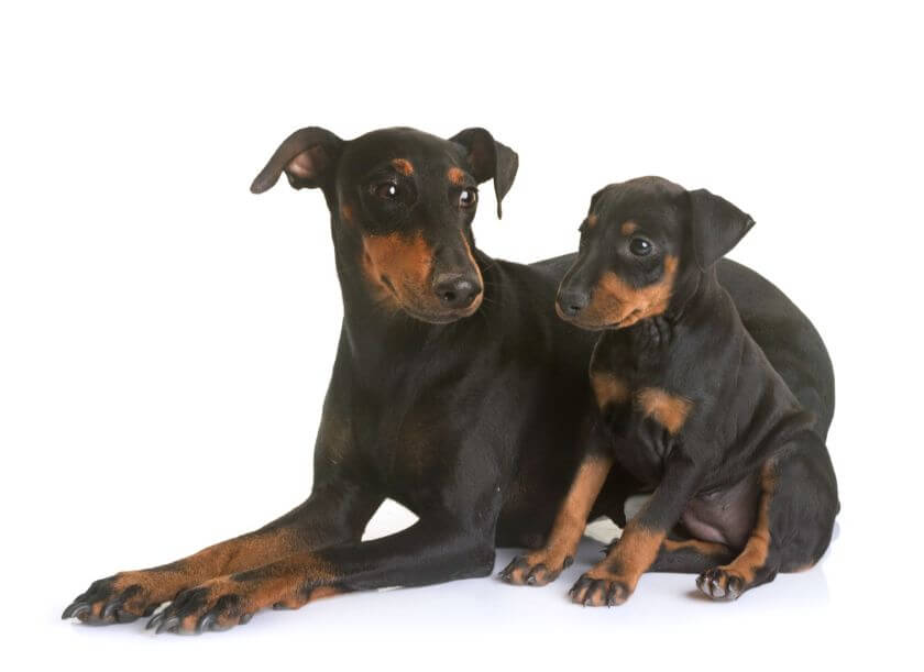 manchester terrier dorosły ze szczeniakiem