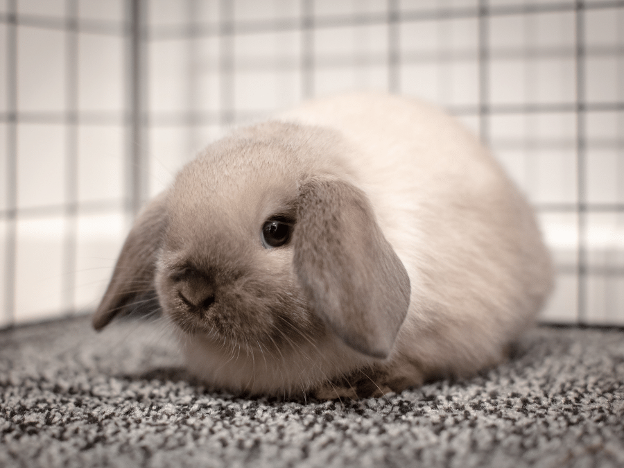 mini lop