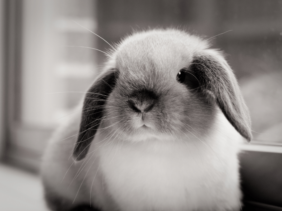 mini lop