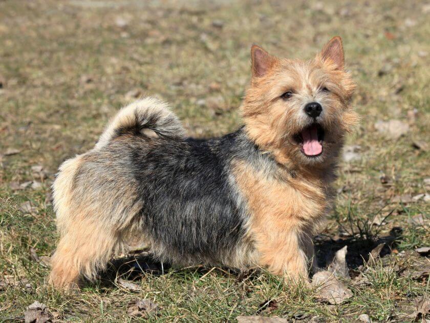 Norwich terrier w pozycji wystawowej