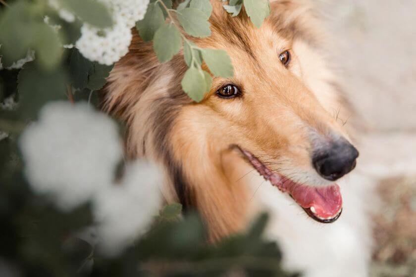 Owczarek collie w ogrodzie