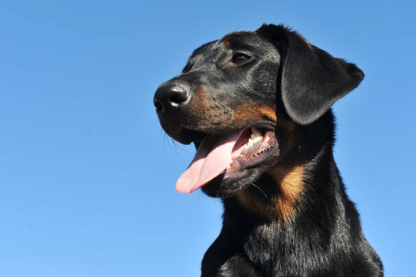 Owczarek francuski beauceron na tle nieba