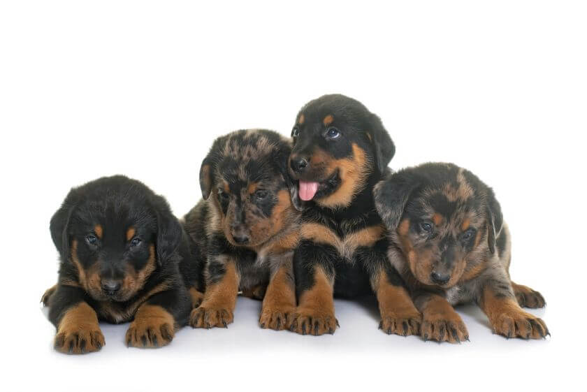 Owczarek francuski beauceron szczenięta