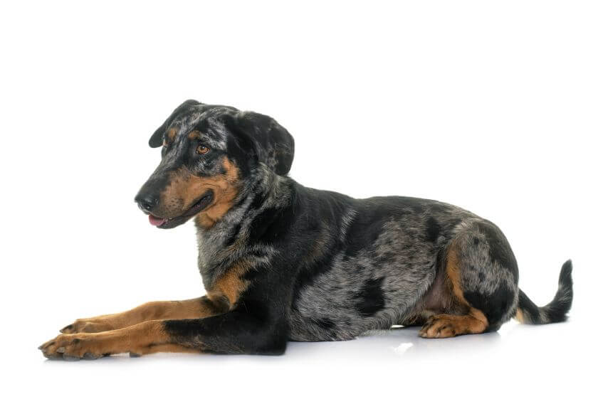 Pies beauceron leży na białym tle