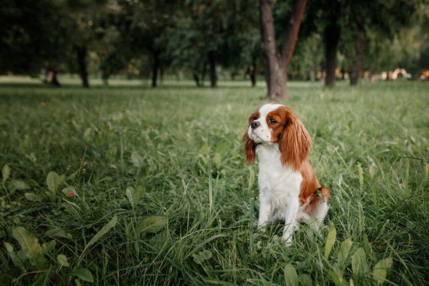 Pies dla starszej osoby cavalier king charles spaniel