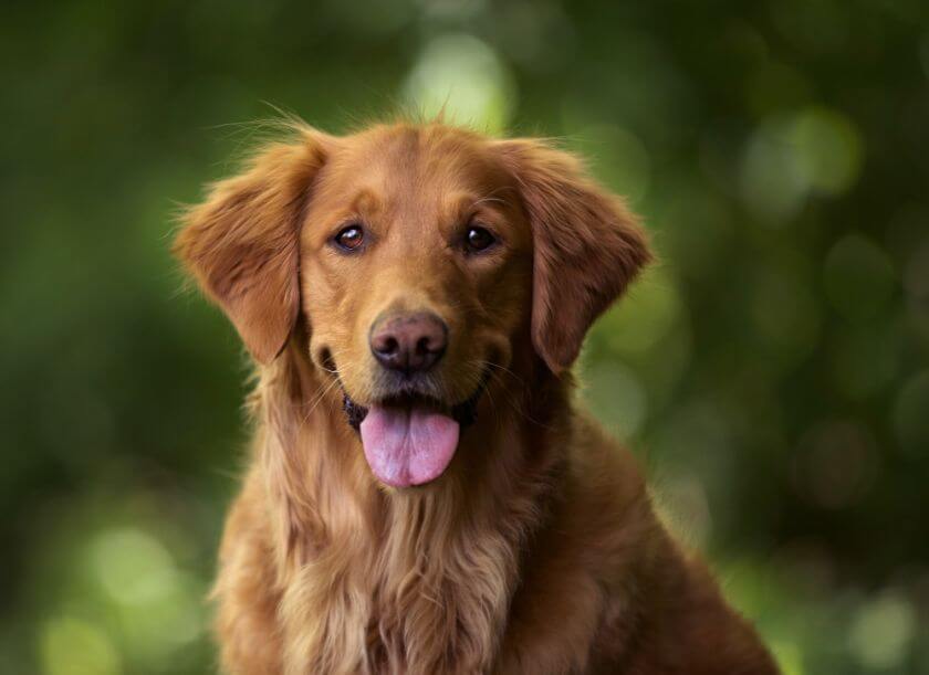 Pies dla starszej osoby  golden retriever