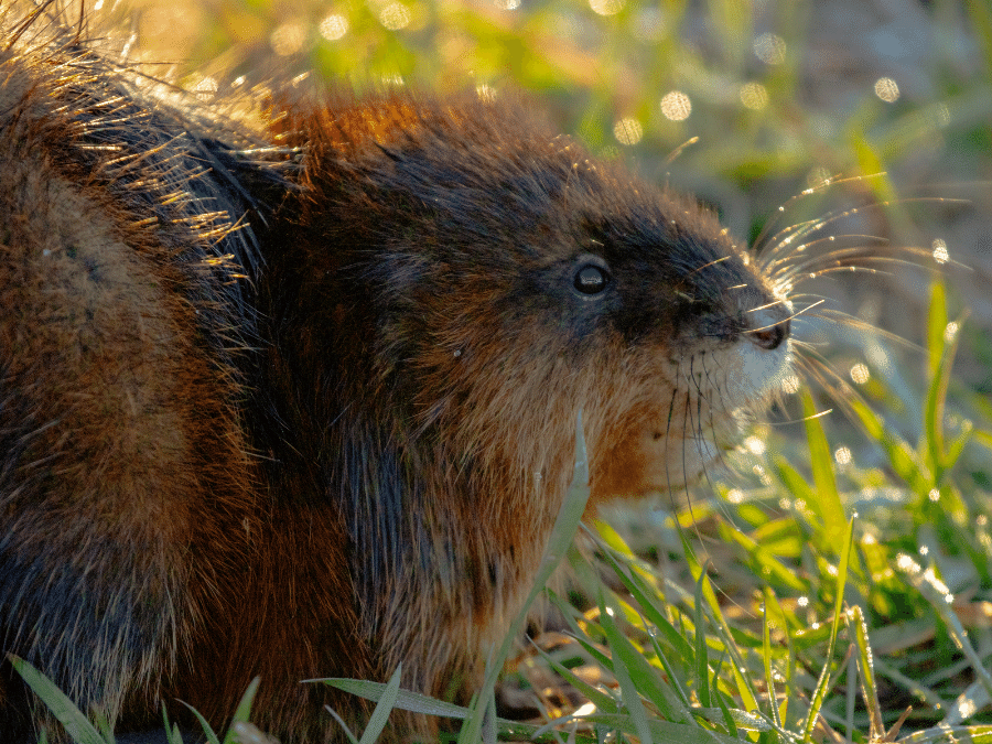 piżmak