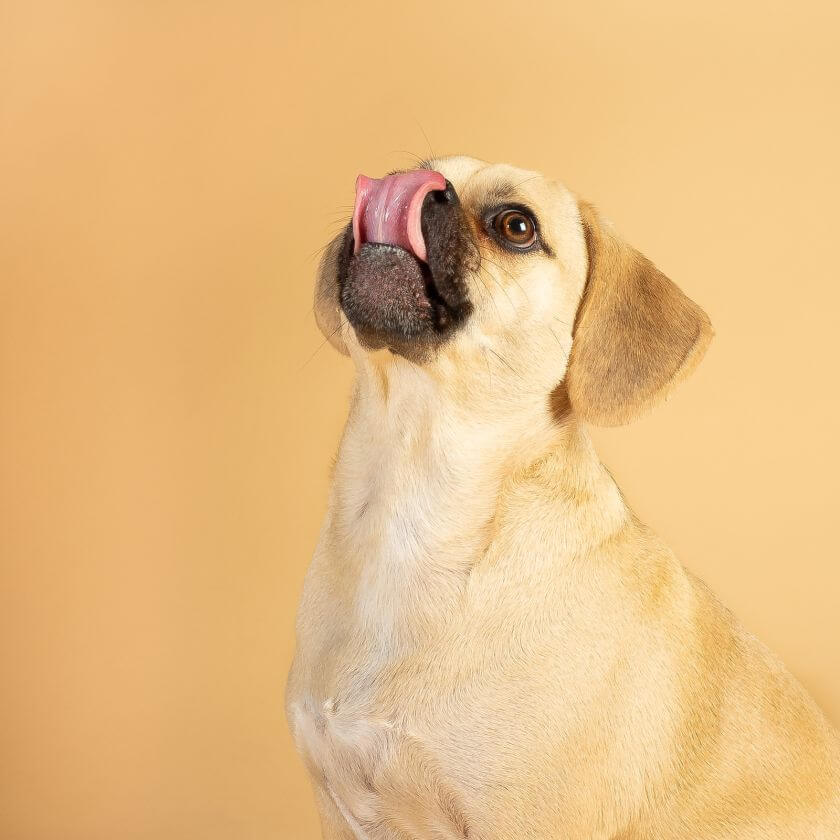 Puggle oblizuje się