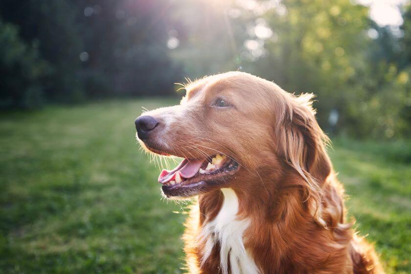 retriever z nowej Szkocji siedzi w ogrodzie