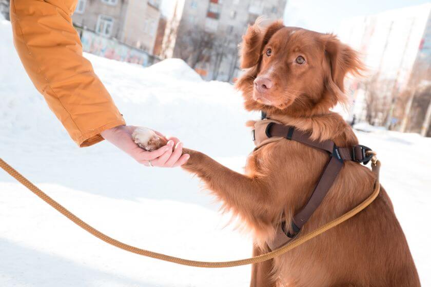 retriever z nowej szkocji podaje łapę