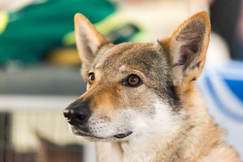 Saarlooswolfhond portret psa