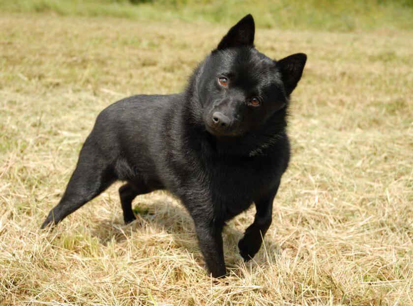 Schipperke na polu