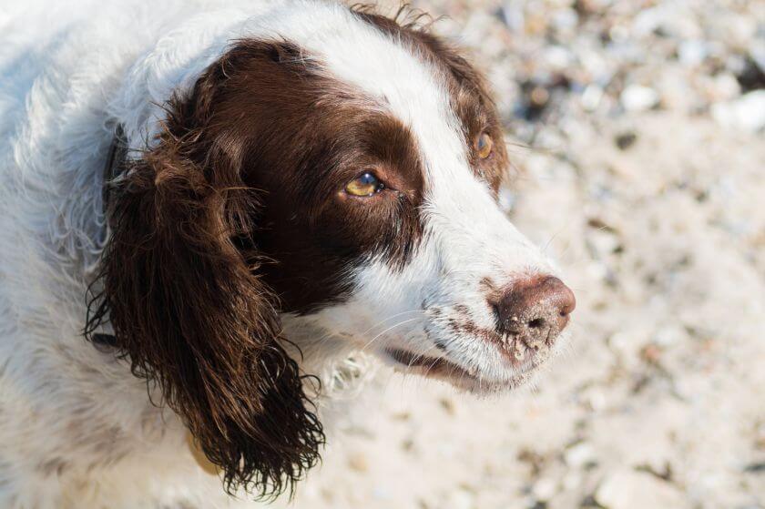 Springer spaniel walijski na plaży