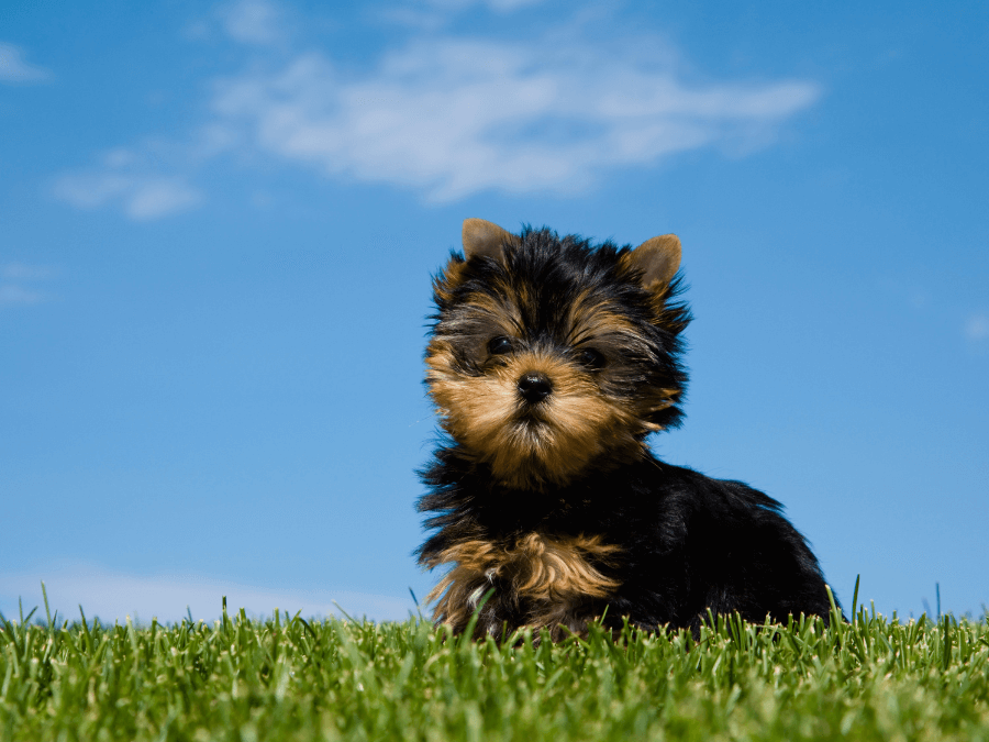 szczeniak yorkshire terrier