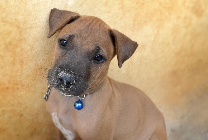 Thai ridgeback szczeniak