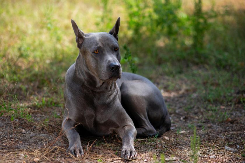 Thai ridgeback leży na ziemi