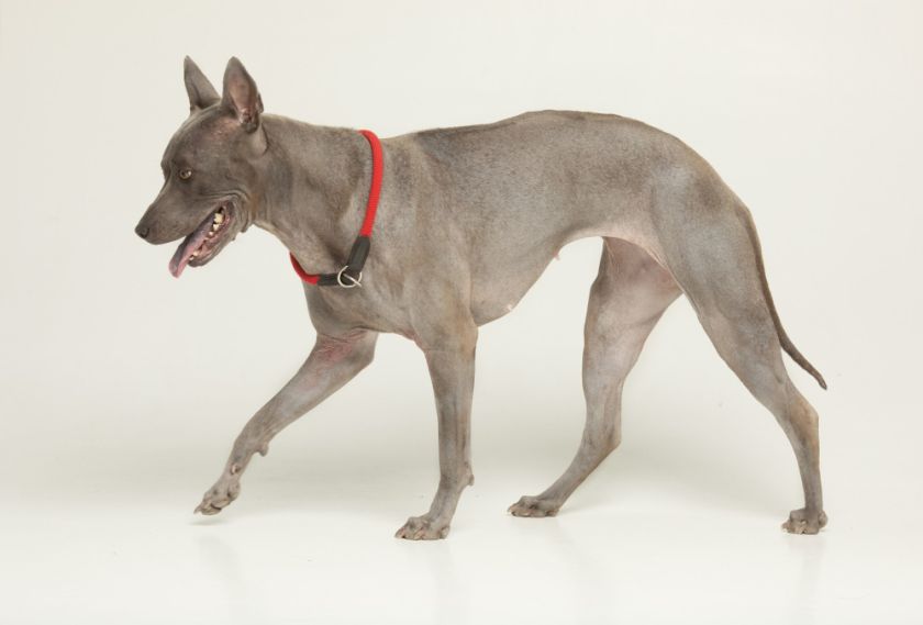 Thai ridgeback idzie po białym tle