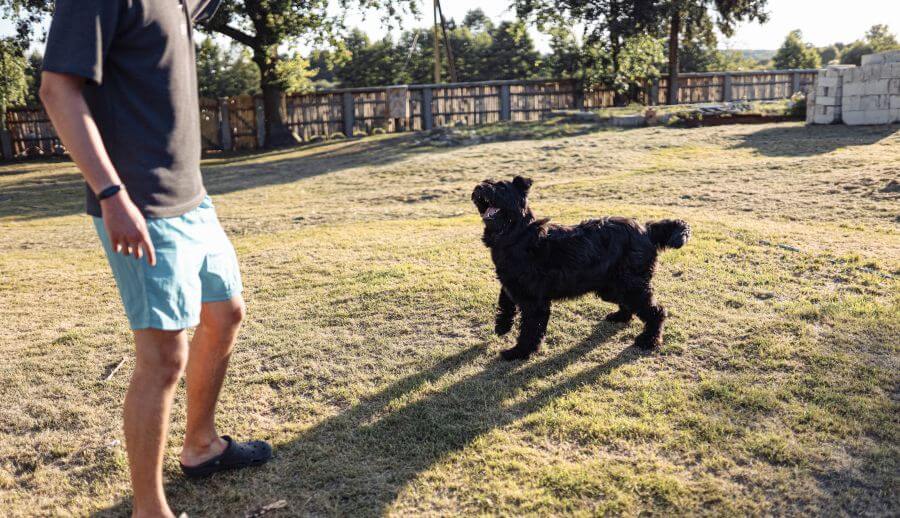 Bouvier des flandres bawi się z opiekunem