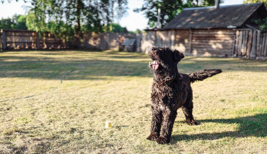 Bouvier des flandres bawi się na dworze