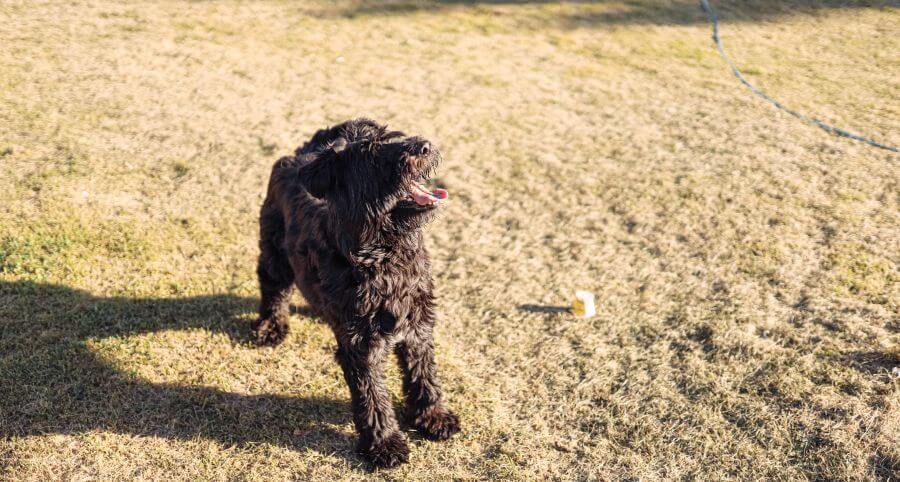 Bouvier des flandres na placu