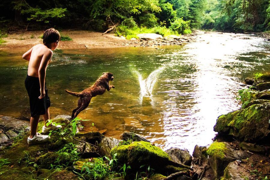 Chesapeake bay retriever aportuje z wody