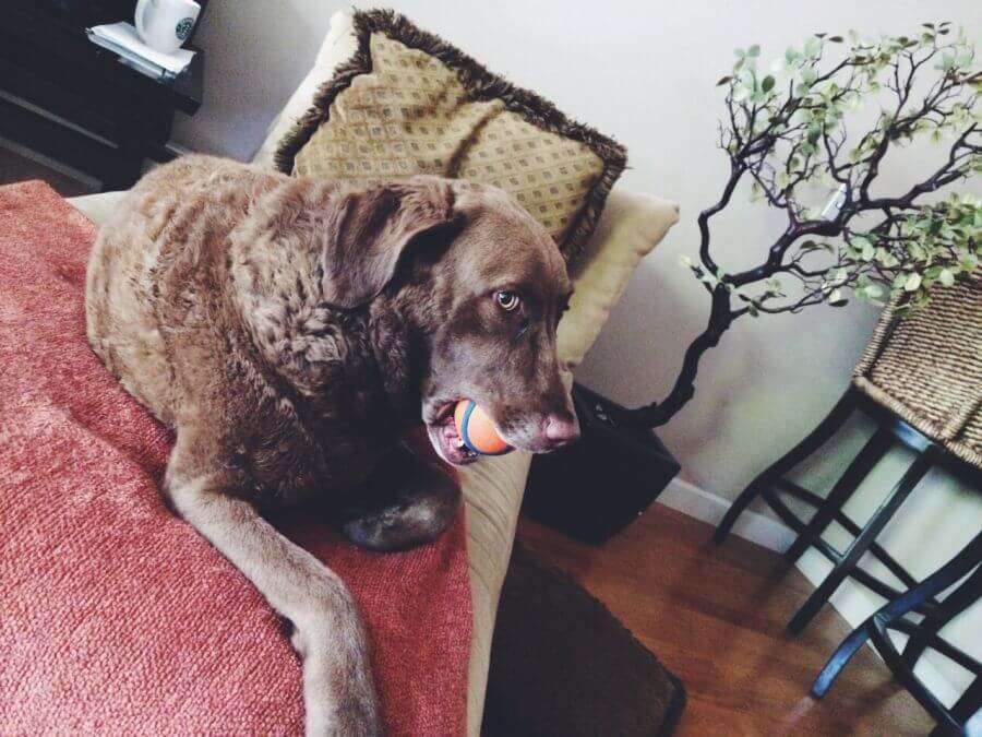 Chesapeake bay retriever na łóżku