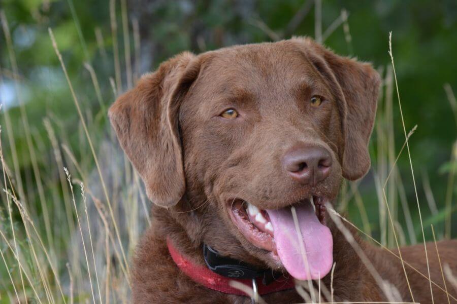 Chesapeake bay retriever w trawie