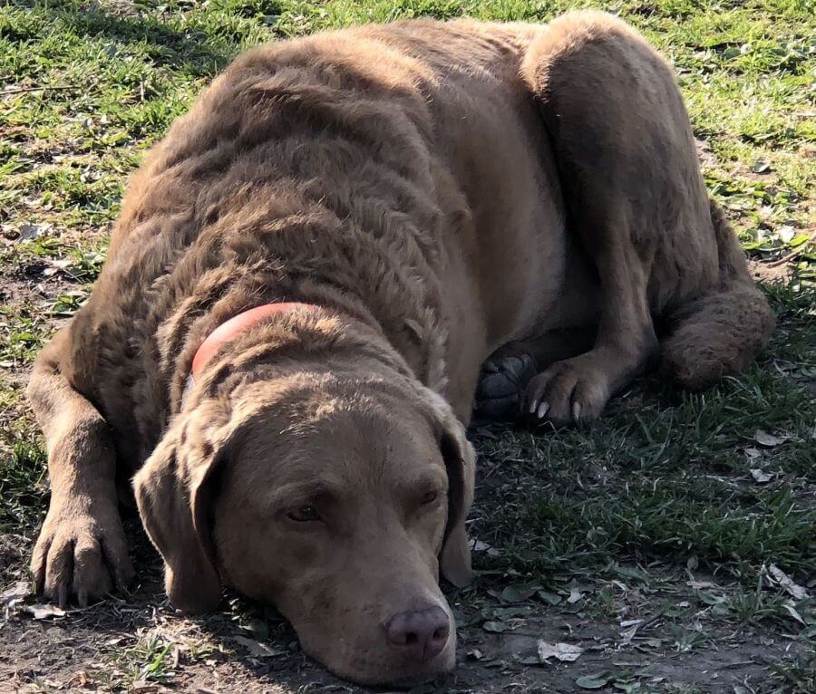 Chesapeake bay retriever leży na ziemi