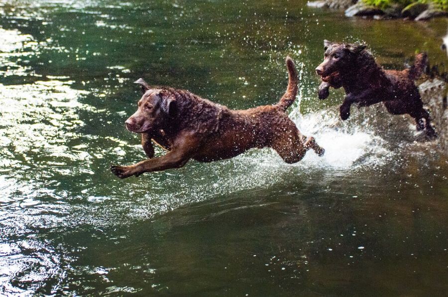 Chesapeake bay retriever w wodzie