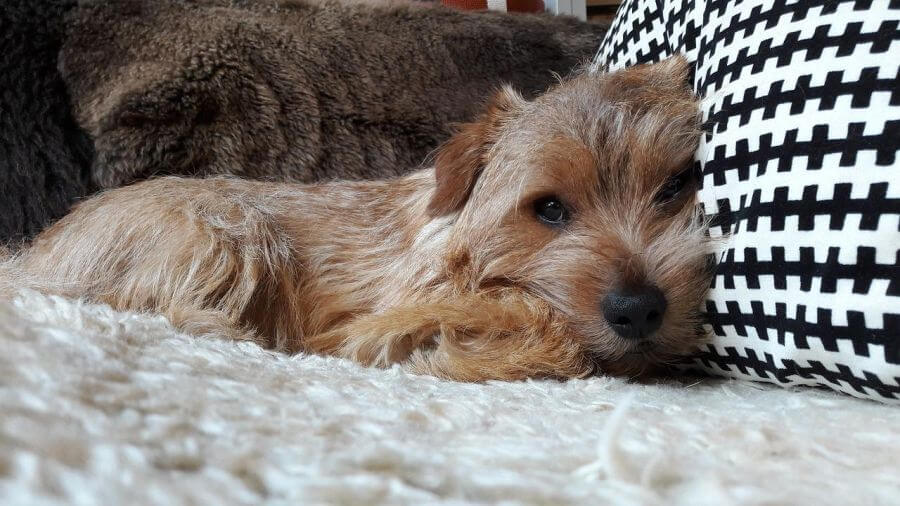 Norfolk terrier na kanapie