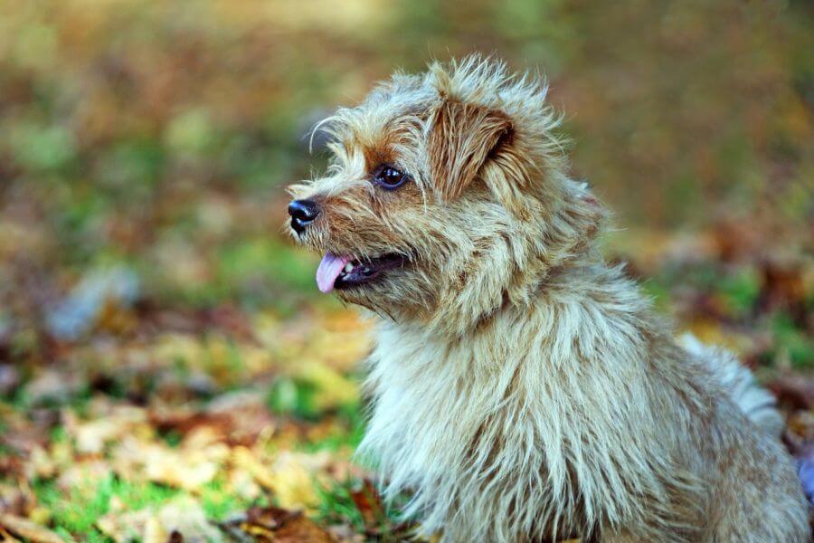 Norfolk terrier siedzi w parku